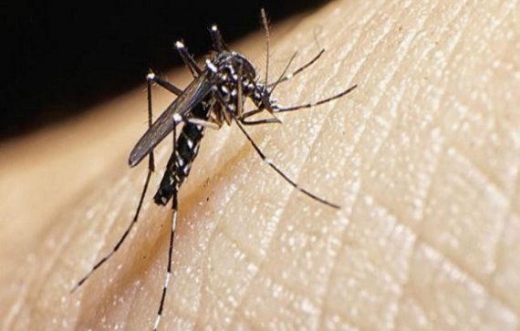 dengue: temible olvidado mal
